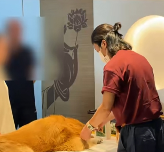 伴寵一程專員悉心照料金毛尋回犬